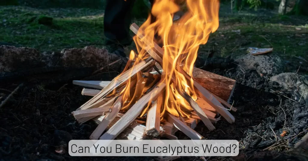 Can You Burn Eucalyptus Wood