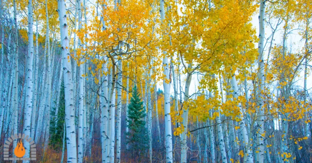 Aspen tree