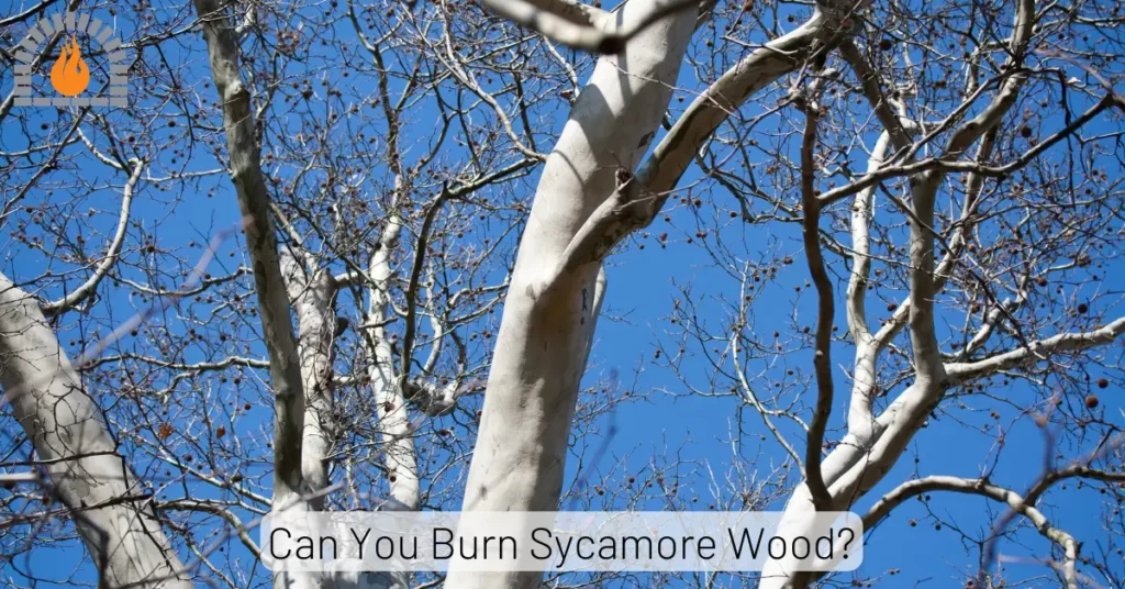 Can You Burn Sycamore Wood
