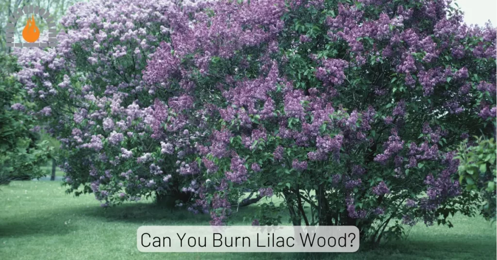 Can You Burn Lilac Wood