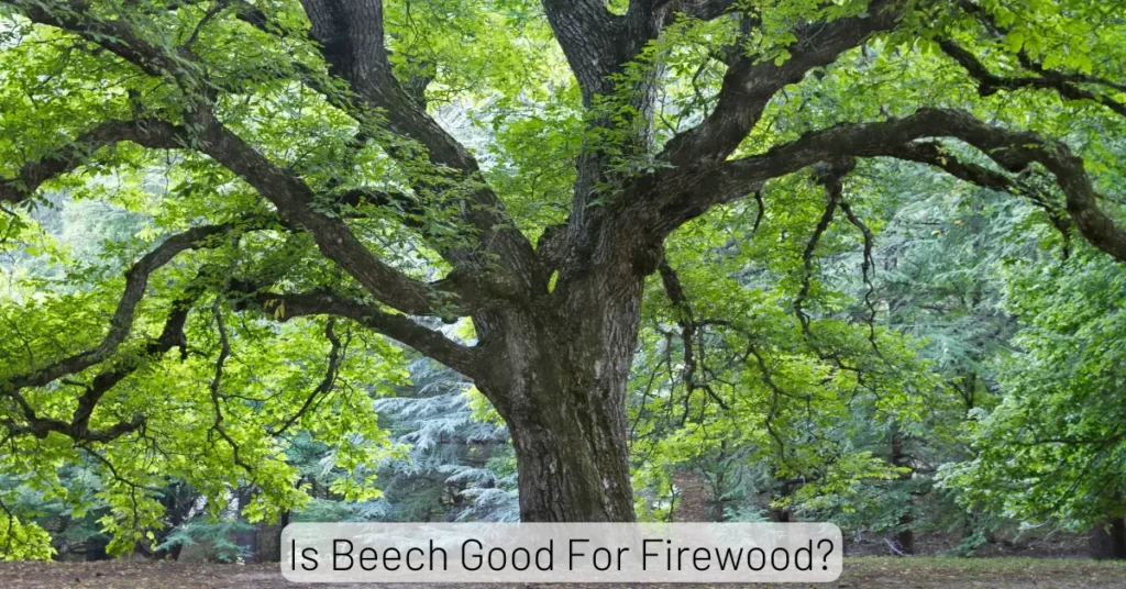 Is Beech Good For Firewood