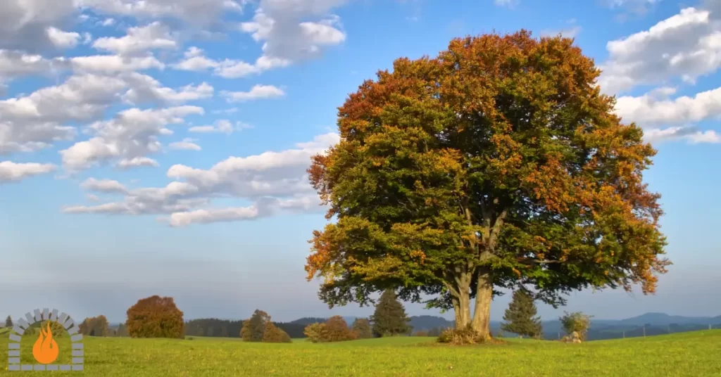 beech tree