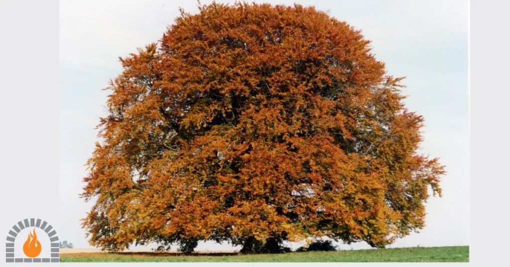 beech tree