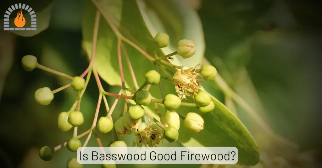 Is Basswood Good Firewood