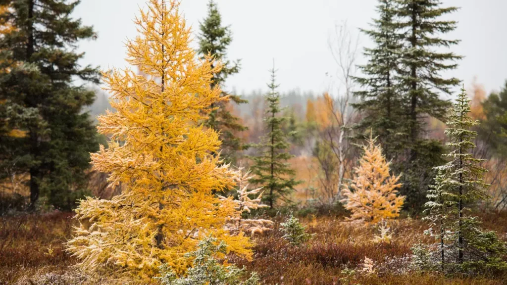 Is Tamarack Good Firewood